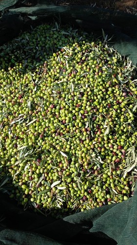 Olio extravergine oliva bio - olio,