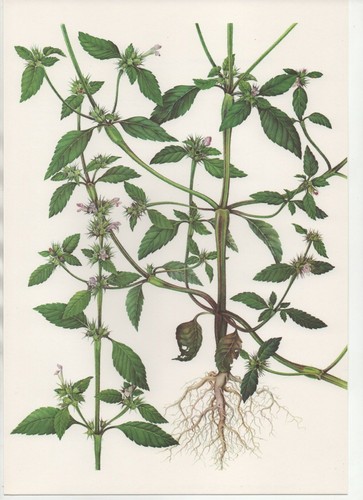 Stampa botanica vintage anni - stampa, vintage,
