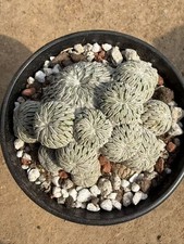 Teste multiple Pelecyphora