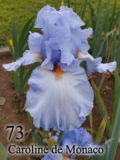 1 Rizoma Iris Germanica