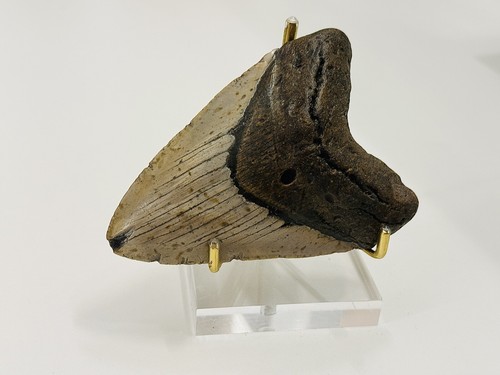 Dente megalodonte - dente,