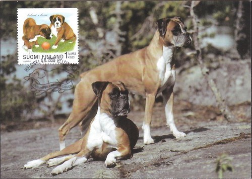 Boxer boxeri cane cuccioli - boxer,