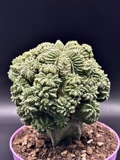 Aztekium Ritteri BKM 840