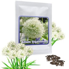 Aglio gigante BIANCO (Allium