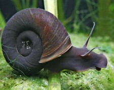 Lumaca lumache acquario - 3x,