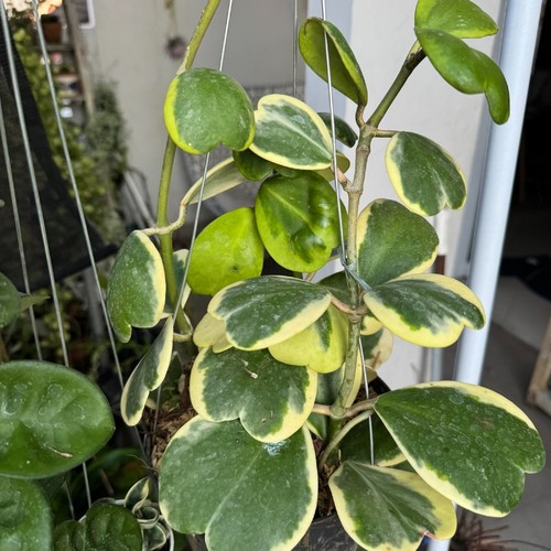 Hoya kerrii heart - hoya,