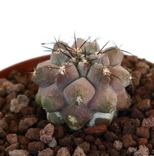 Copiapoa serpentisulcata x goldii - Serpenti Copiapoa | Copiapoa dorata