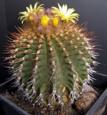 Uebelmannia buingii hu141 - buingii,