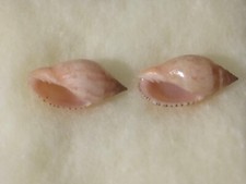 Conchiglia Shell Voluta LYRIA DELICIOSA set 2 pezzi mm 27,5 - 27,1  Australia