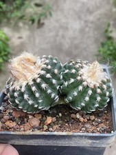 9,1 cm Multi teste Discocactus horstii piante di cactus succulente coltivazione semi WYSIWYG