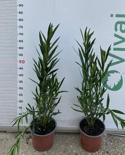 PIANTA DI OLEANDRO VASO 18