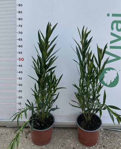 Pianta oleandro vaso 18 - di,