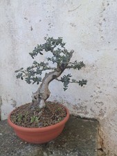 Bonsai olivastro - bonsai,
