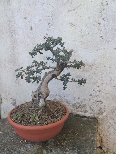 Bonsai olivastro - bonsai,