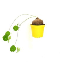 Stephania suberosa - pianta succulenta di caudex