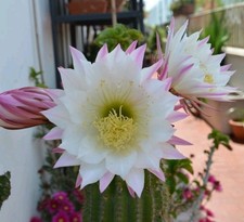 Tri cereus schickendantzii - tri.cereus,