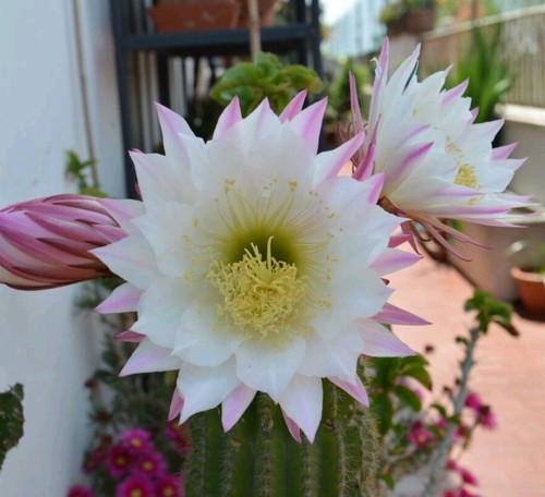 Tri cereus schickendantzii - tri.cereus,