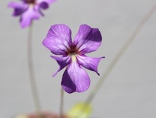 Pinguicula “Mehitable” -