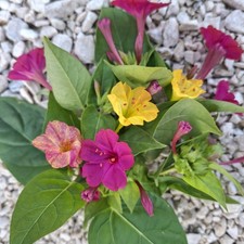 SEMI BELLE DI NOTTE, MIRABILIS