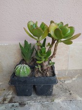 Aloe Brevifolia, Albero Di Giada, Cactus,