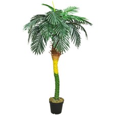 Palma cocos - palma, pianta