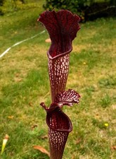 *RARE* sarracenia 'Black