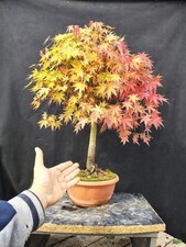 Bonsai Di Acero Palmato