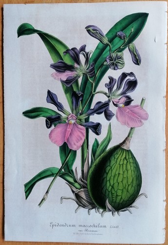 Van houtte flore - houtte,