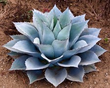 Agave ovatifolia 15-20cm |