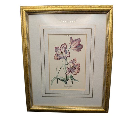 Stampa botanica vintage keizer - botanica,