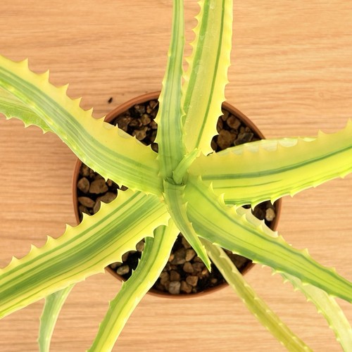 Aloe arborescens variegata - arborescens, f.