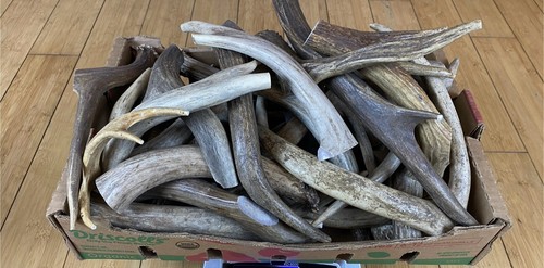 Masticazione cane 10 - masticazione,