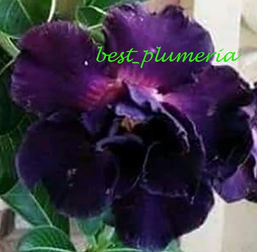 Adenium obesum desert rose - desert,