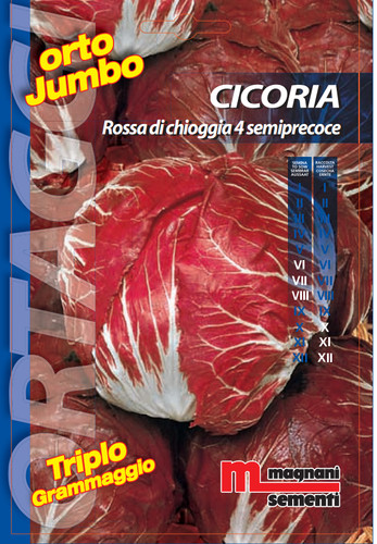 Semi cicoria orchidea rossa - di,