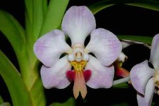 Vanda foetida – Rare Species