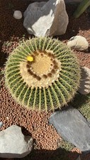 20 semi  di Echinocactus