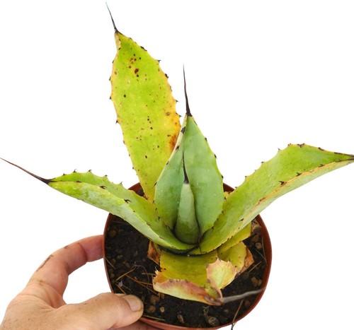 Agave lyobaa ovatifolia - agave,