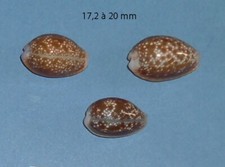 Cypraea  3 Helvola Argella   Madagascar   17,2 à 20 mm