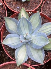 Rara pianta succulenta agave