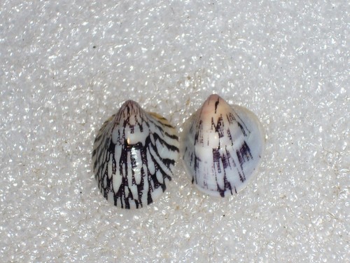 Septaria porcellana amazing - septaria,
