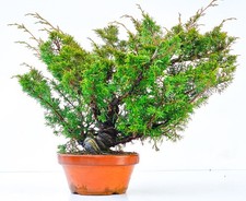 Bonsai di Ginepro Juniperus chinensis shimpaku 30 cm 