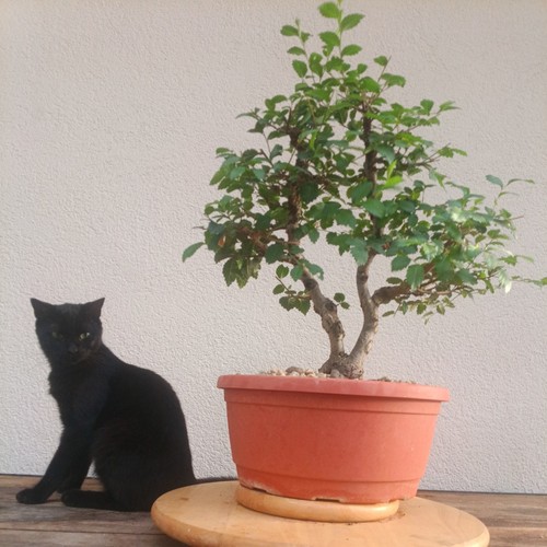 Bonsai olmo cinese - bonsai,