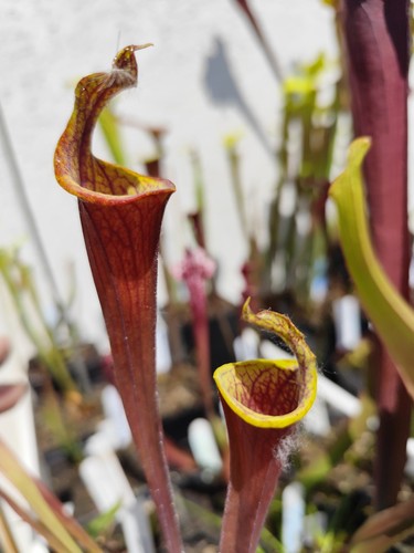 Sarracenia flava var