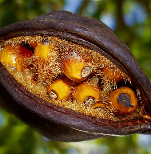 Brachychiton populneus seeds - brachychiton,