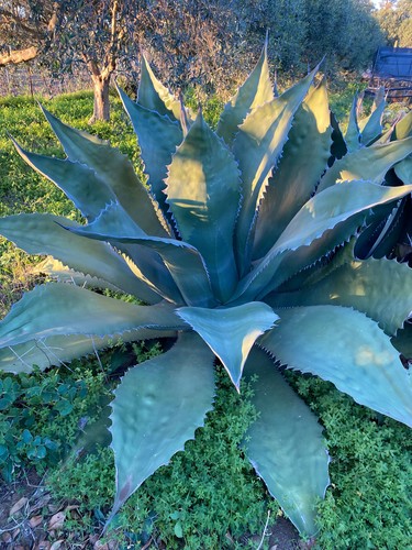 Agave ferox pianta da - -,