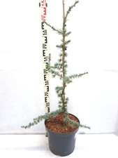 Cedrus libani atlantica La Fontaine 100-130 cm Cedro Atlante Blu Albero Sempreverde