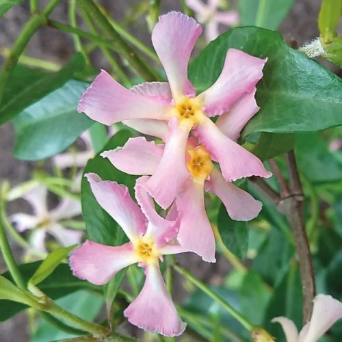Pianta rhincospermum - pianta,