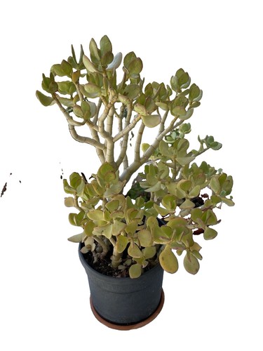 Crassula ovata pianta di - crassula,