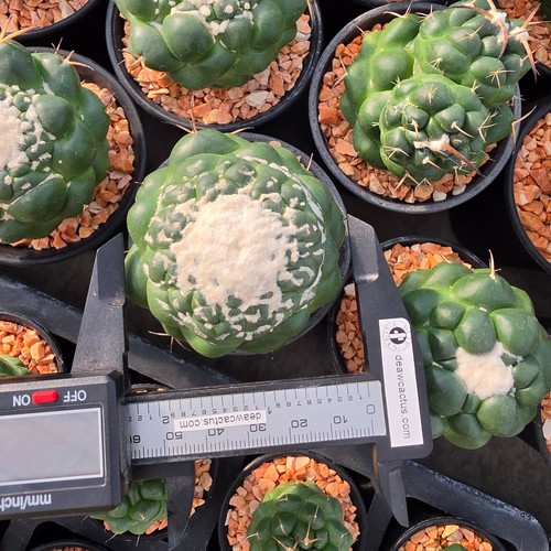 De29 coryphantha inermis - de29:, f.inermis