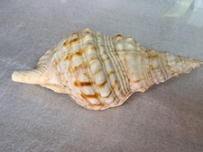Charonia tritonis oceano - tritonis, 26